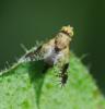 Tephritis divisa